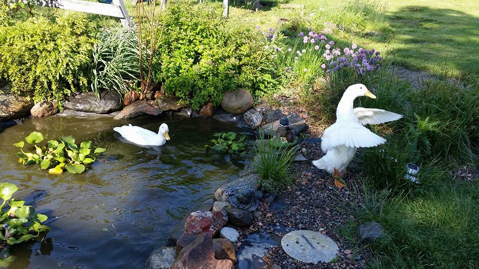 homestead duck pond