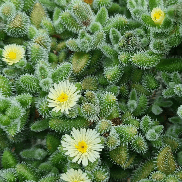 pickle plant succulent