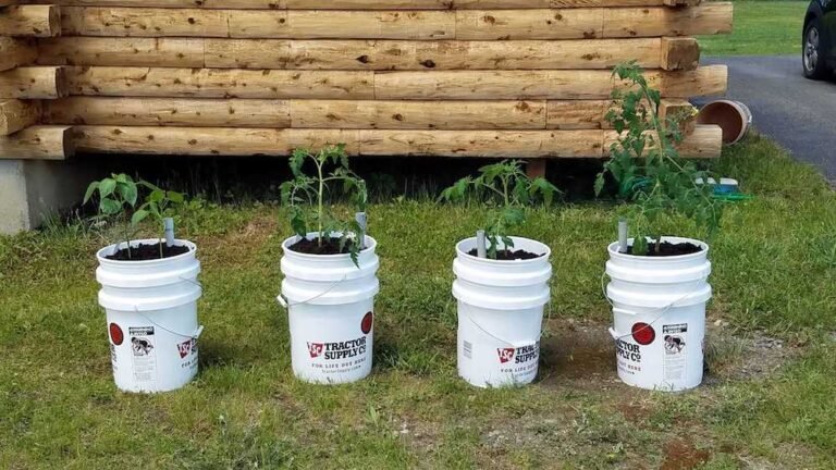 Bucket Gardening: How to Grow Your Own Food in Small Spaces