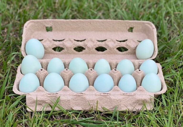 Chicken Breeds That Lay Blue Eggs