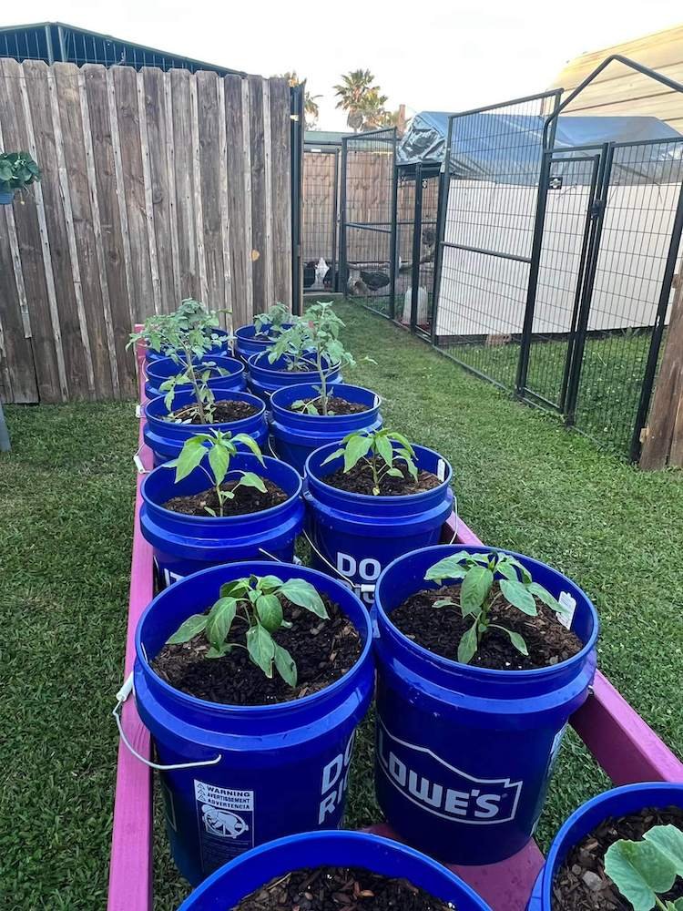 five gallon bucket gardening