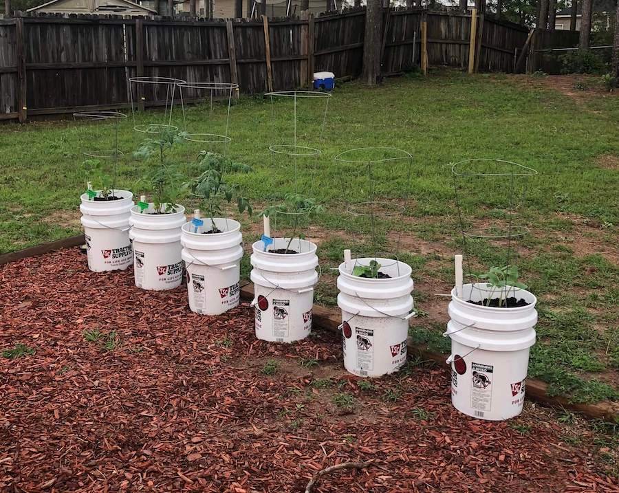 diy gardening in 5 gallon buckets