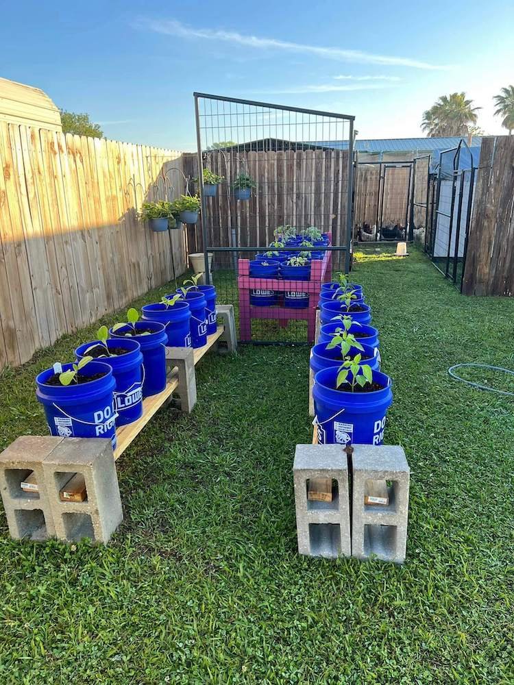 gardening in 5 gallon buckets