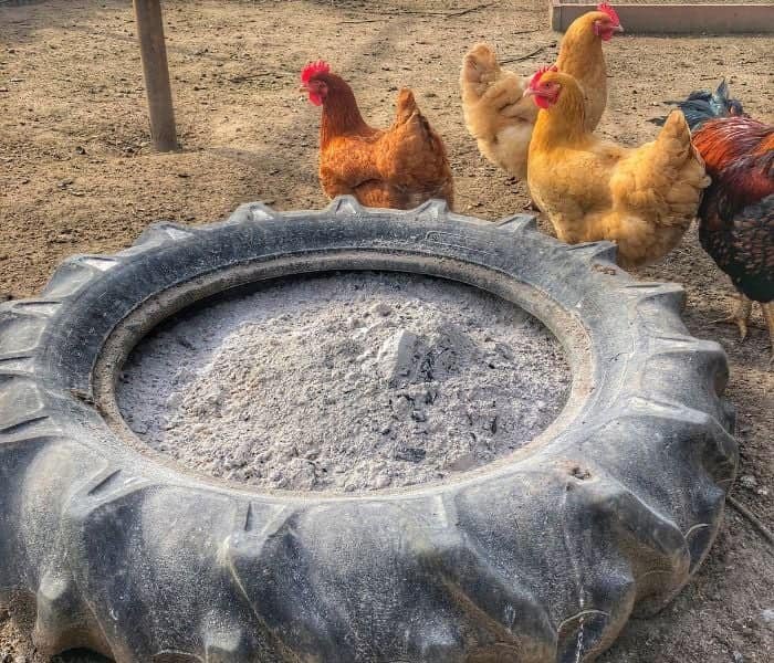 Creating the Perfect Chicken Dust Bath: A 2-Minute DIY for Your Homestead