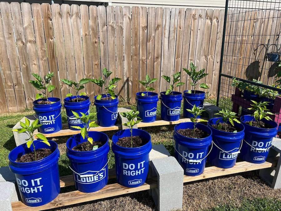 5gal bucket garden - homesteading