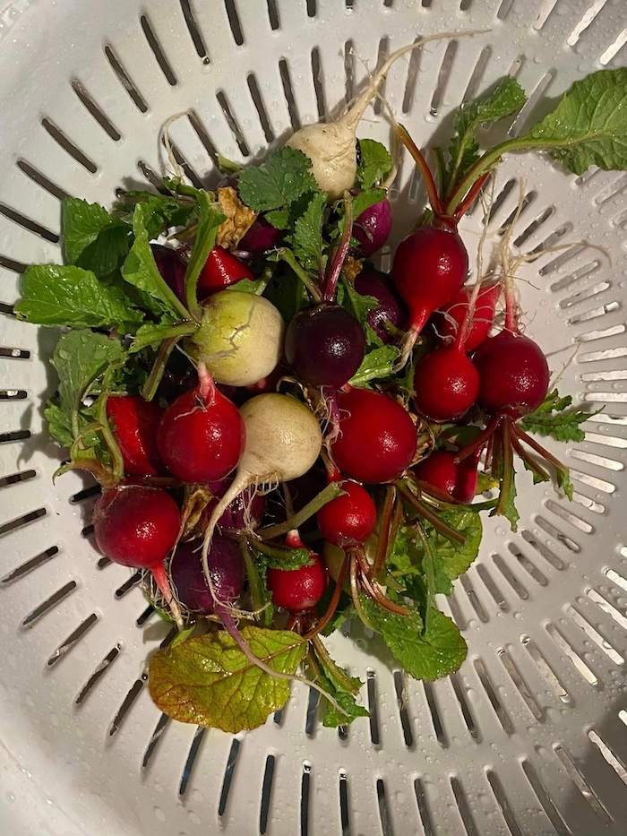 production from bucket gardening