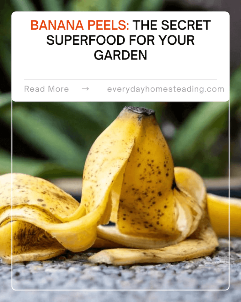 Banana Peels Fertilizer: The Secret Superfood for Your Garden