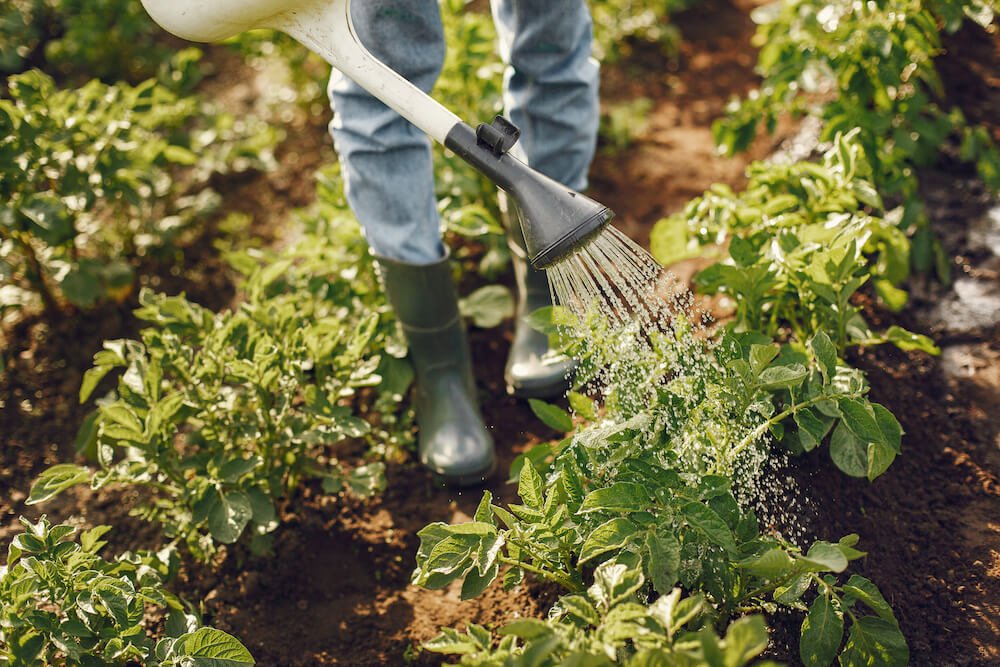 Being a homesteader presents an amazing journey. Learn all the basics with our 6 steps guide.