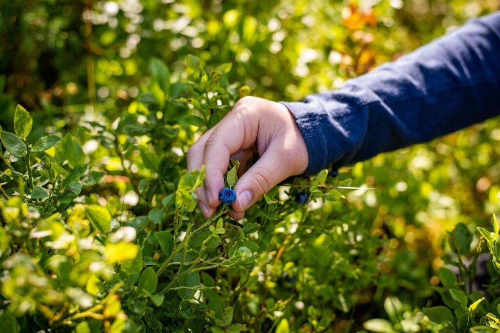 growing blueberries in your backyard