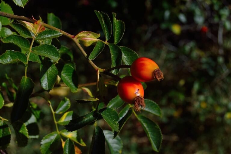 Growing Goji Berries at Home – How to do it?