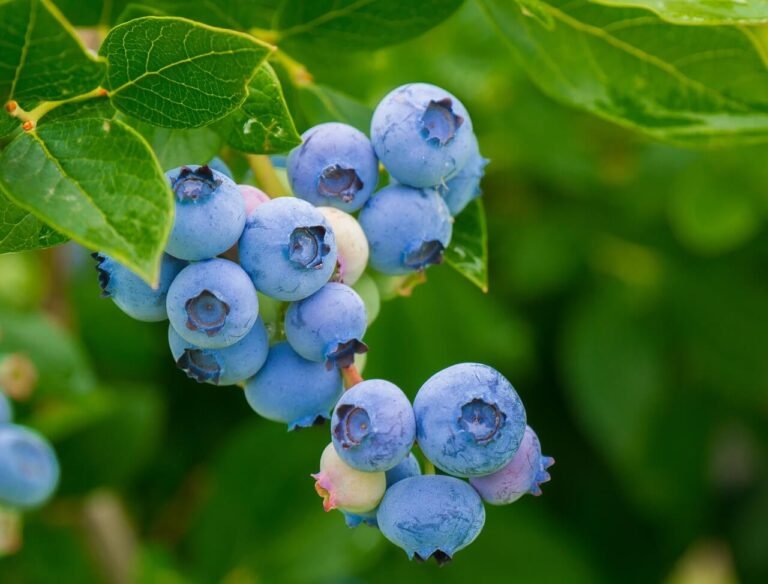 How to Prepare Soil for Blueberry Plants