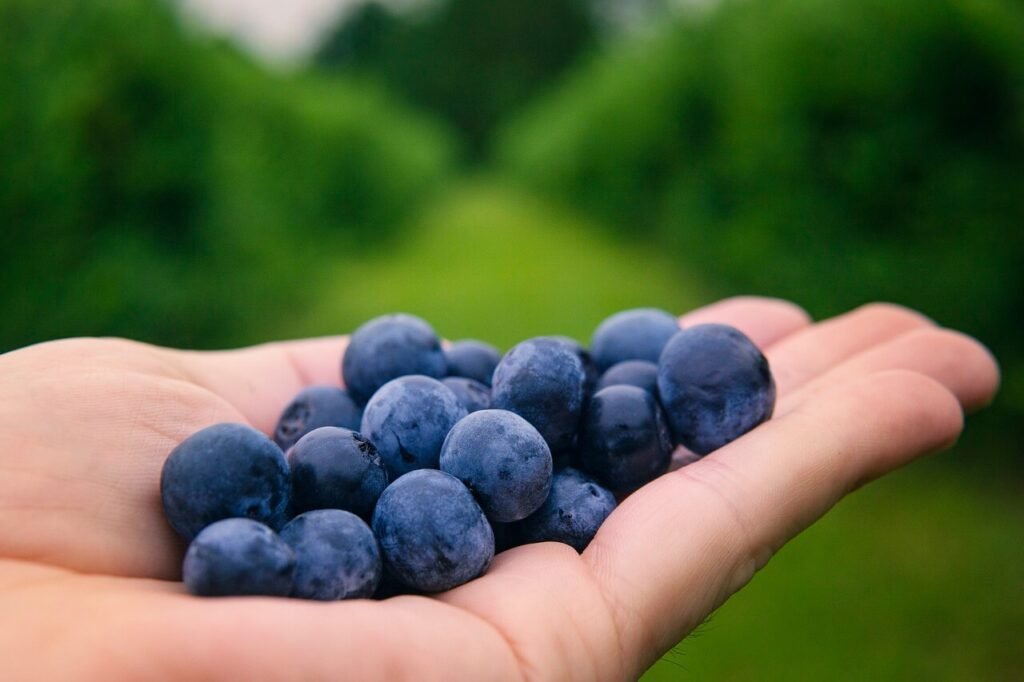 how to grow blueberry in your homestead and how to prepare the soil for blueberries