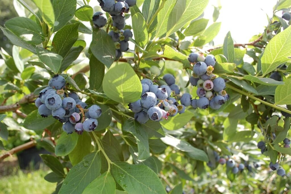 tips and tricks for growing blueberries