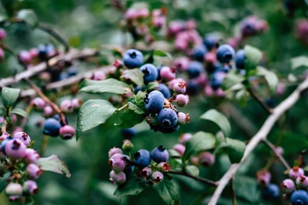 best soil for growing blueberries