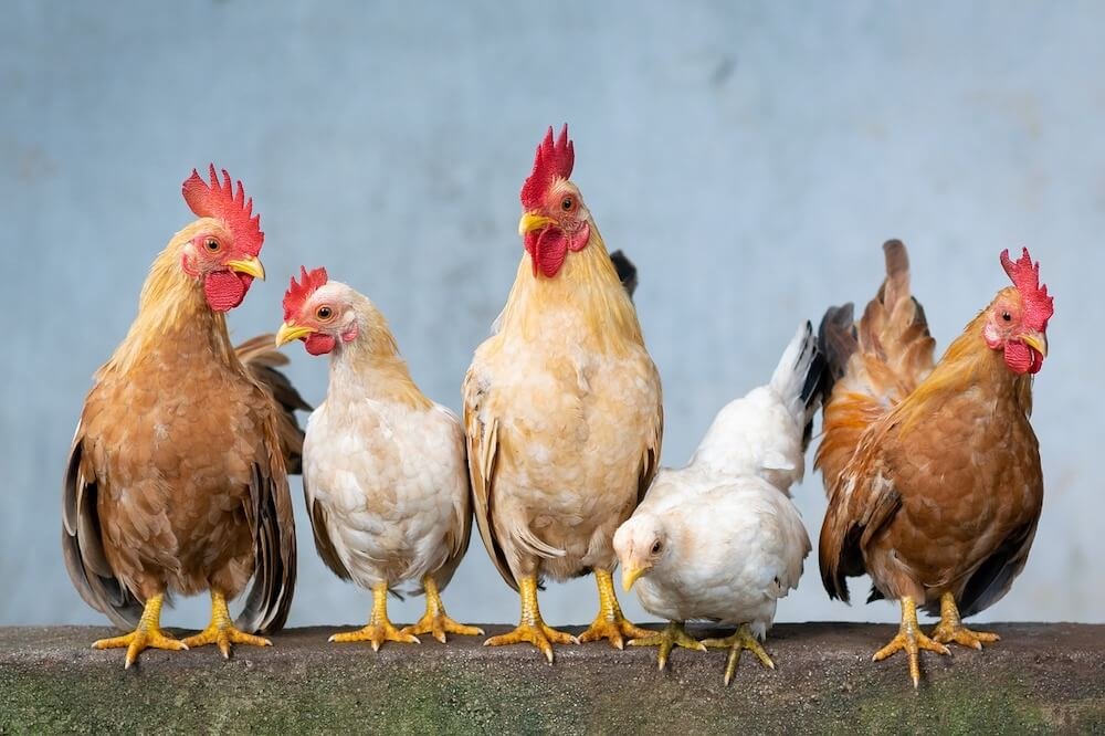 The 7 Best Dual-Purpose Chicken Breeds for Your Homestead