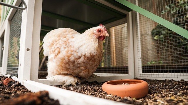 happy chicken in a diy chicken coop