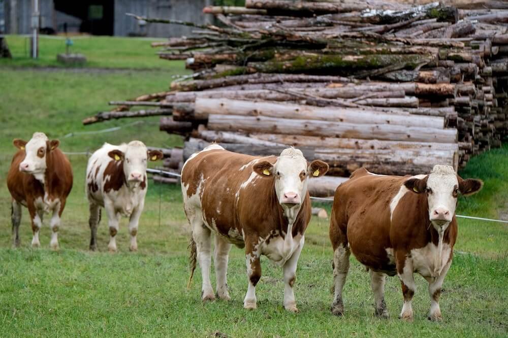 dairy cows in your homestead