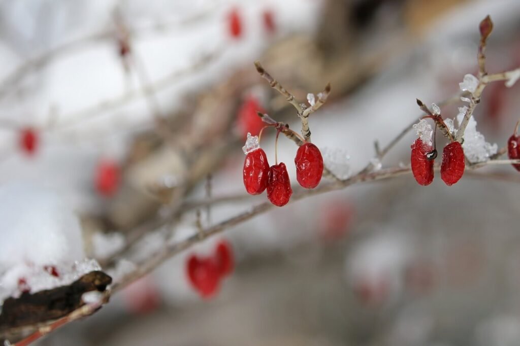 growing goji berries in winter