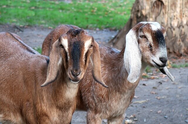 Nubian Goat Breed