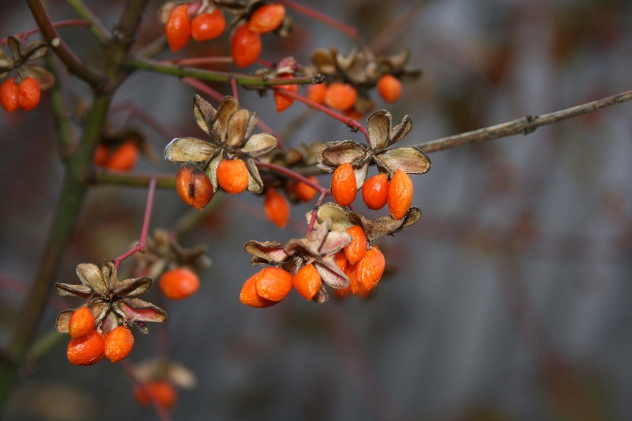Growing Goji Berries at Home - How to do it? - everydayhomesteading.com