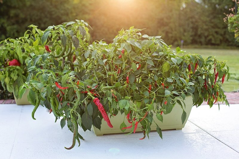 how to grow, harvest and grind cayenne pepper into powder