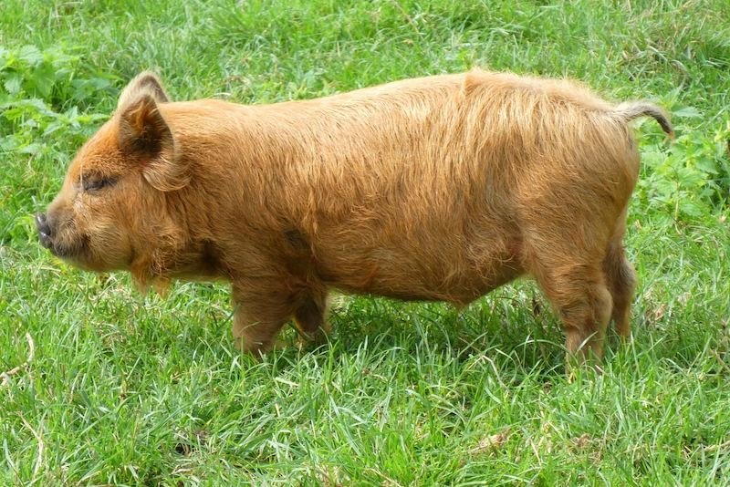 raising pigs and homesteading