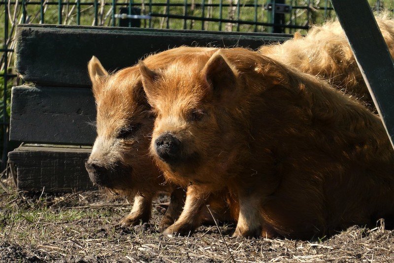 kunekune pigs