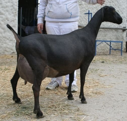 Lamancha goat breed