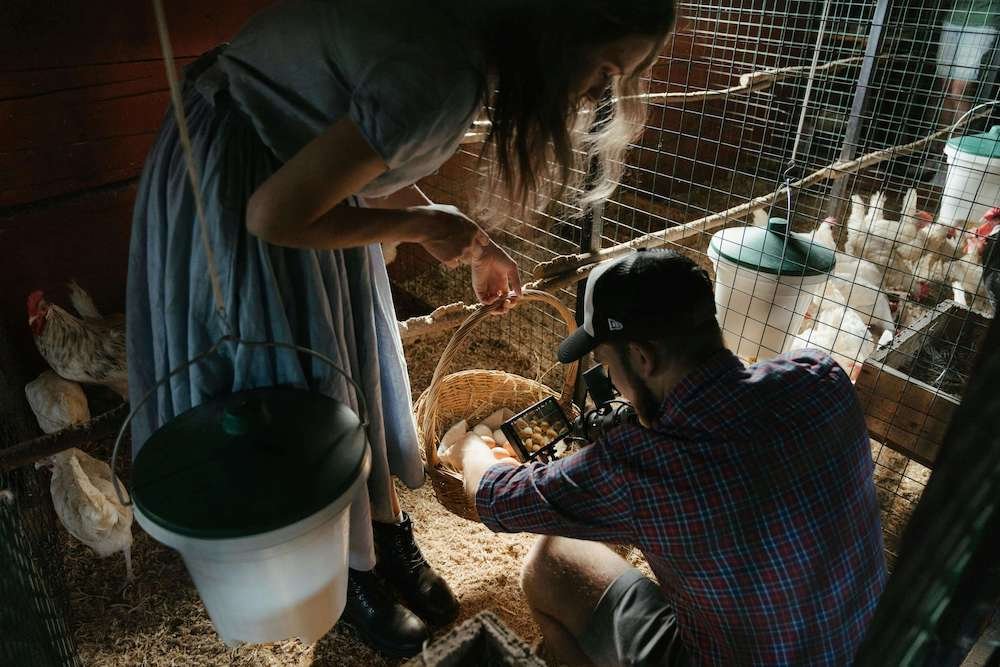 diy chicken coop for your sustainable homestead