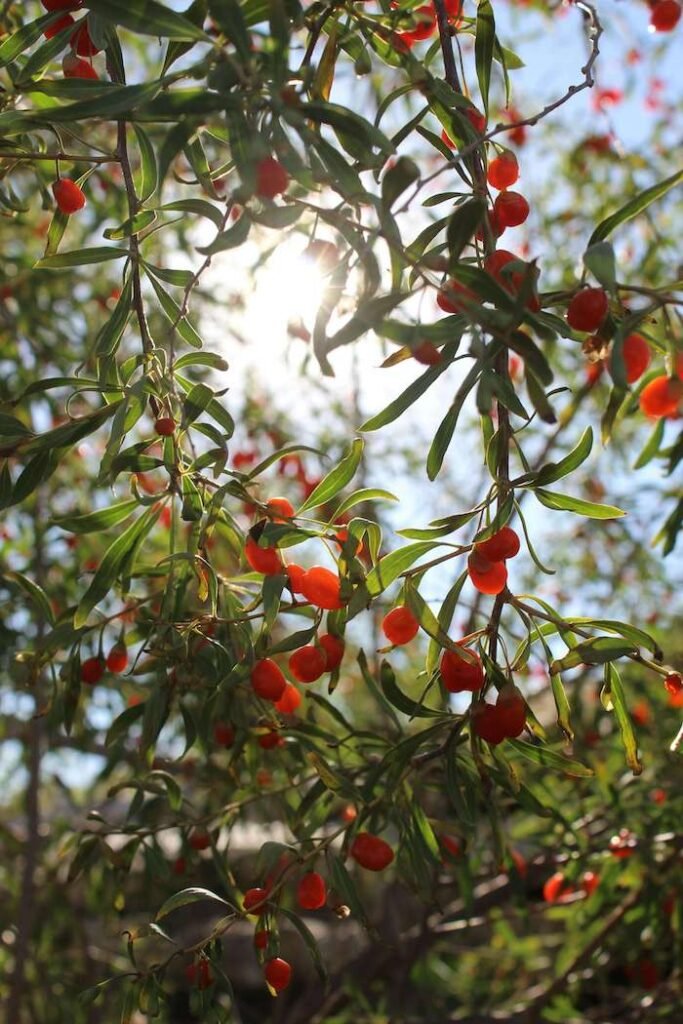 growing goji berries in containers