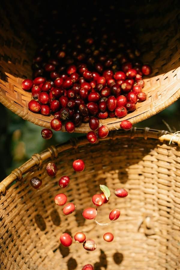 growing goji berries