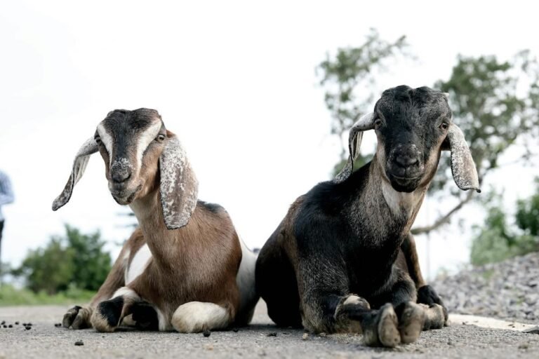 5 Best Goat Breeds for a Small Homestead