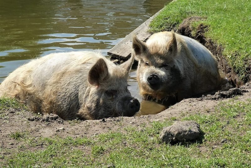 kune kune pigs laying in the dirt 