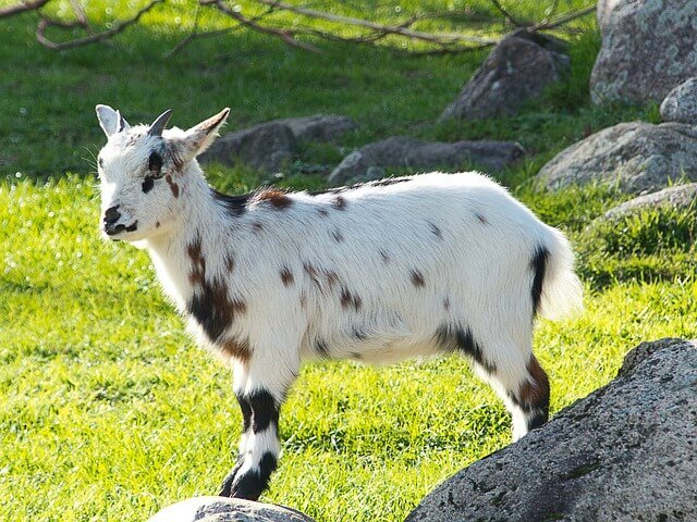 Pygmy goat