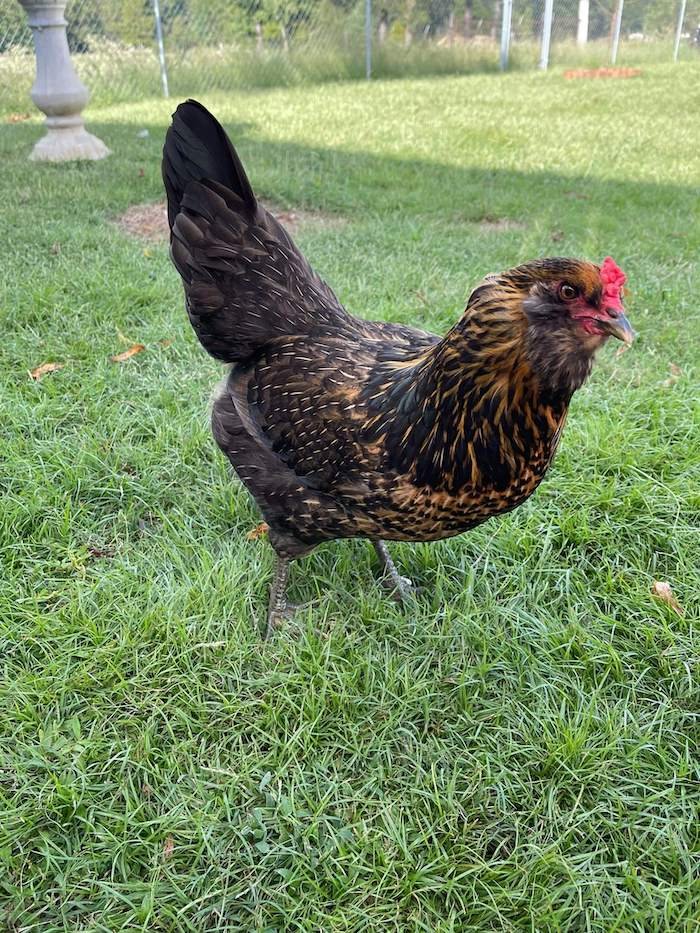 easter egger chicken breed