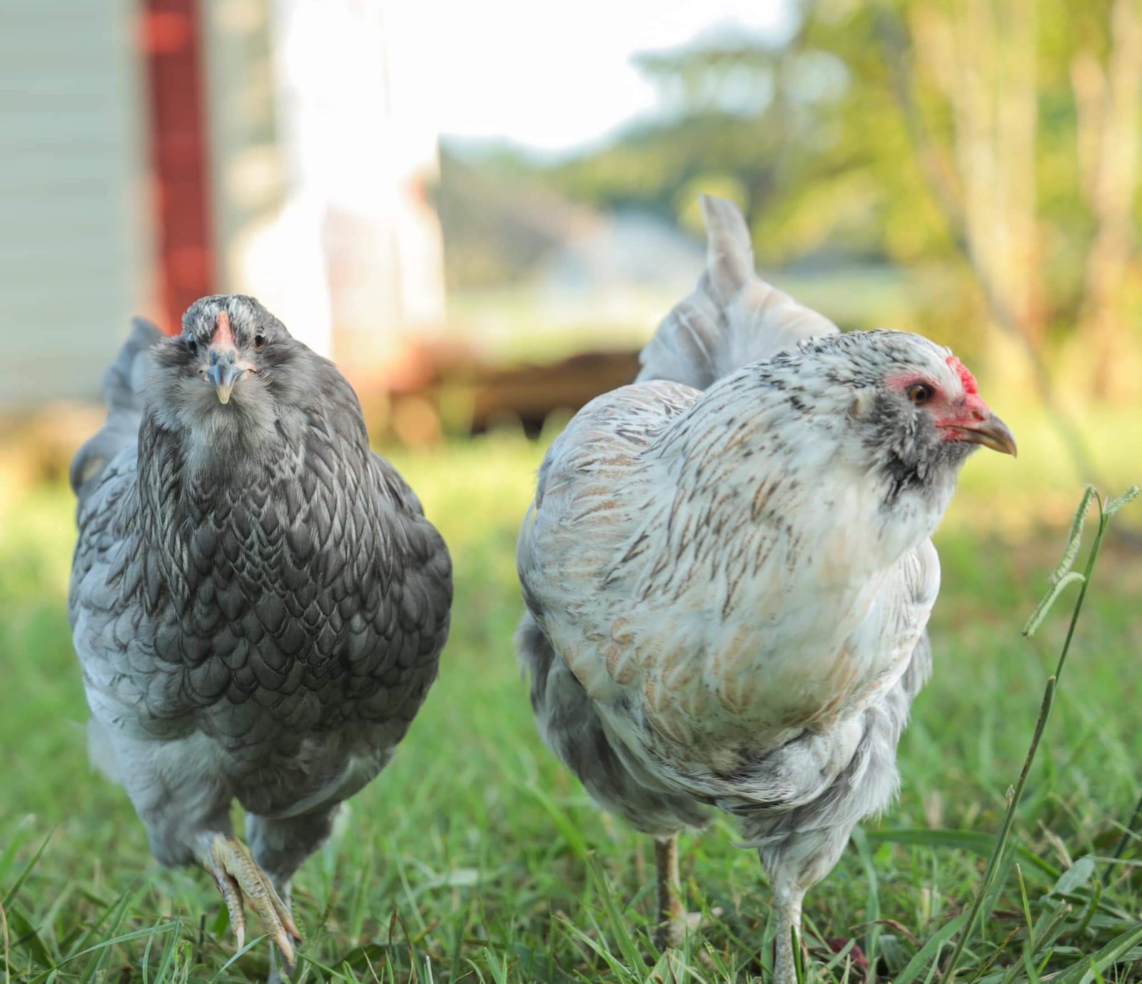 Easter Egger Chickens: The Colorful Egg Layers for Your Backyard ...