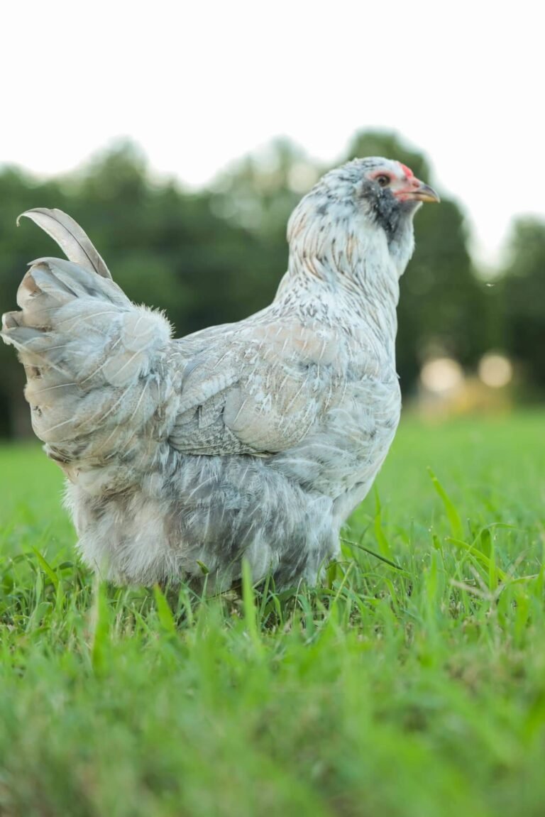 Easter Egger Chickens: The Colorful Egg Layers for Your Backyard