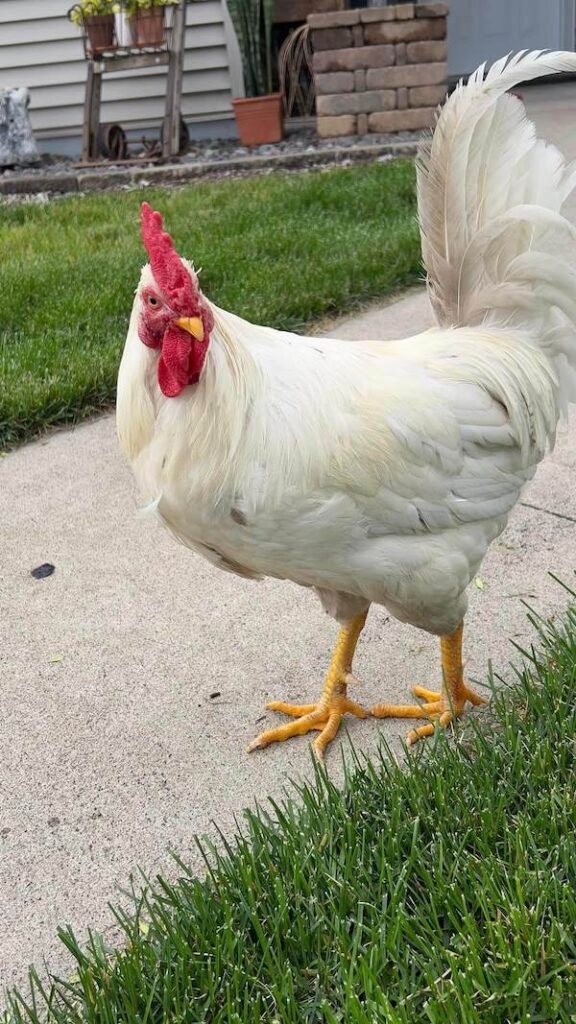 white leghorn chicken breed