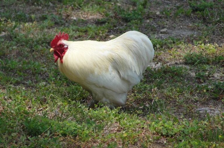 Raising Leghorn Chickens: A Beginner’s Guide