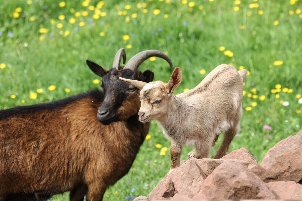 200+ Funny Goat Names for Does, Bucks, and Kids