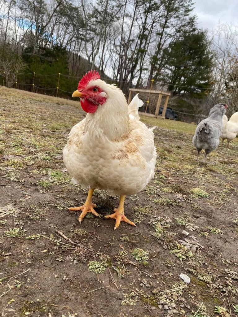 cornish cross chicken
