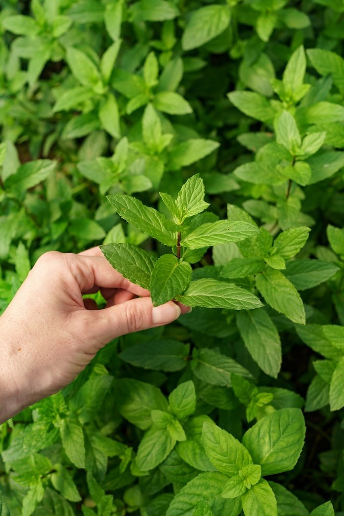 Unleash Flavor: Your Guide to Using Mint Extract in Everyday Cooking