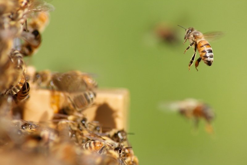 best beekeeping starter kit
