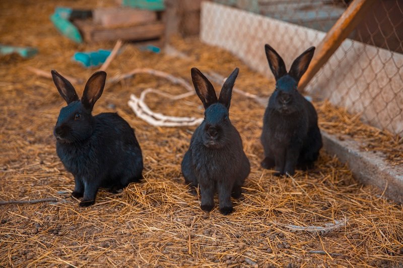 meat rabbits homesteading farm