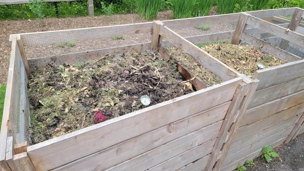 compost tea diy for your homestead 1 Brewing Better Blooms: A Guide to Using Compost Tea