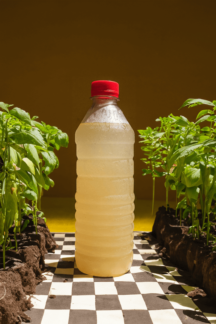 Brewing Better Blooms: A Guide to Using Compost Tea
