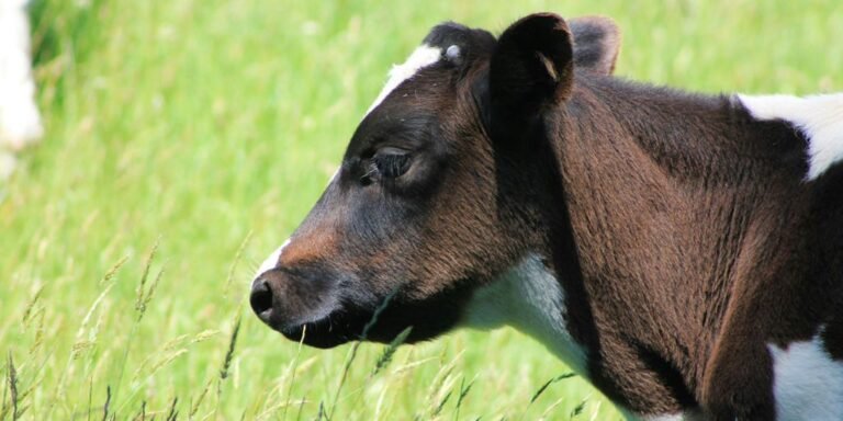 Understanding the Modern Milk Cow: A Comprehensive Guide
