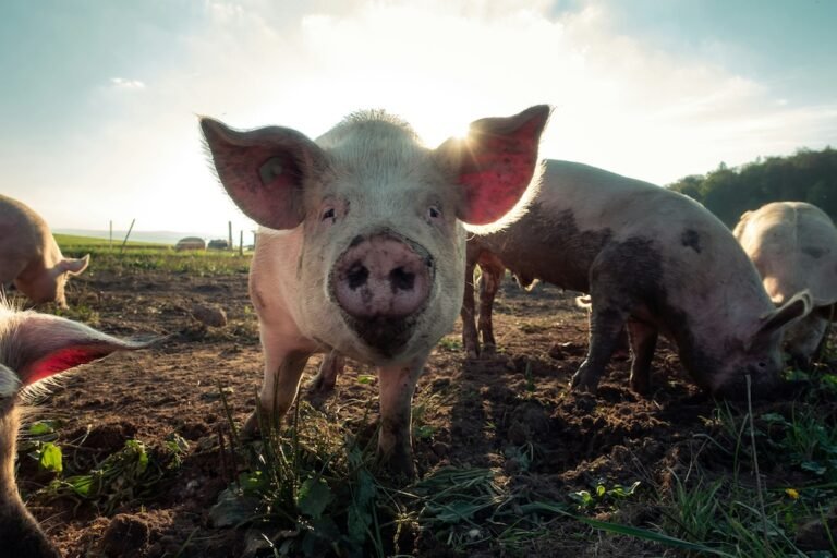 Understanding Different Pig Breeds for Your Farm