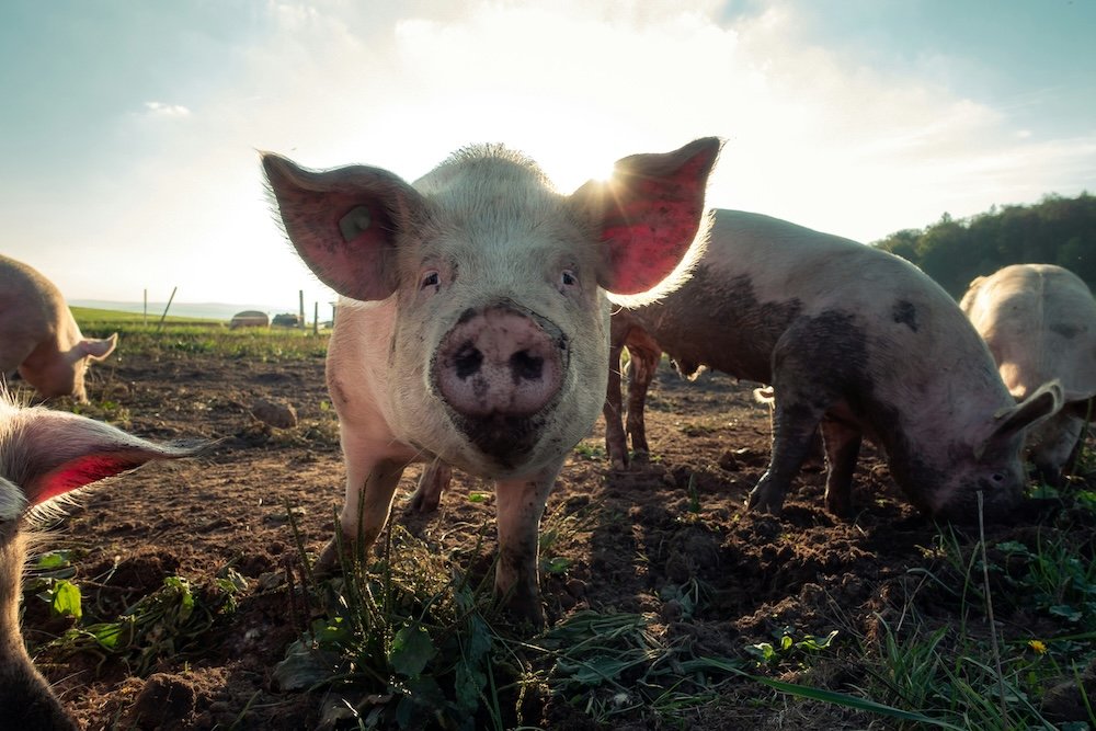 Understanding Different Pig Breeds for Your Farm
