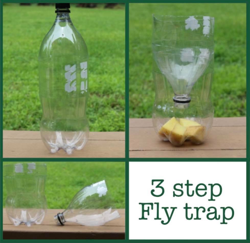 diy fly trap in 3 easy steps